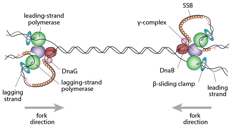 Schematic illustrating the complexity of two replication forks converging opposite the origin. In order to complete chromosomal replication the DNA between the replisomes has to be fully replicated.