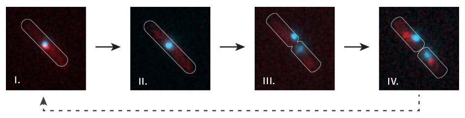 Time lapse visualisation of replication fork dynamics and terminus segregation in *E. coli*. The terminus region of the chromosome (cyan; visualised by lac repressor-fluorescent fusion proteins bound to *lac* operators) co-localises with replication forks (red focus) as it is replicated (i). All forks are disassembled at the termination area (ii – the red focus disappears) prior to chromosome segregation (iii – two cyan labelled termini appear). New replication forks are subsequently assembled (iv – a red focus in each of the daughter cells).