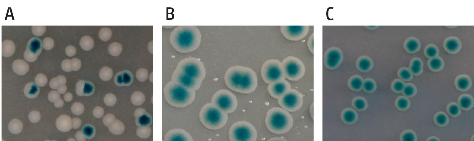 Example of the synthetic lethality screen. (A) shows cells in which the gene encoded on the pRC7 is not needed. Segregation of blue and white colonies is observed and blue colonies contain white sectors, demonstrating the rapid loss of the covering plasmid. (B) shows a synthetically sick interaction of two genes of interest. Cells contain a deletion of two genes, which renders the cells sick and very slow growing. Cells retaining the covering plasmid show rapid growth into unsectored blue colonies, as one of the two deletions is masked, while cells having lost the plasmid show very small white colonies, demonstrating that they are viable but very slow growing. (C) shows a synthetically lethal interaction of a deletion of two genes. Cells which have lost the covering plasmid are entirely unable to grow and no white colonies are observed, while cells retaining the covering plasmid grow into unsectored blue colonies.
